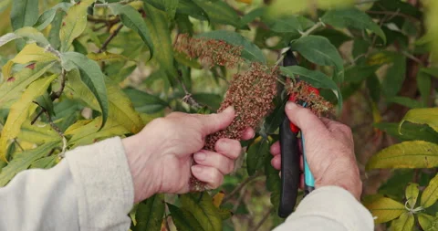 Deadheading butterfly bush Stock Footage 248899066
