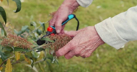 Deadheading butterfly bush Stock Footage 248899615