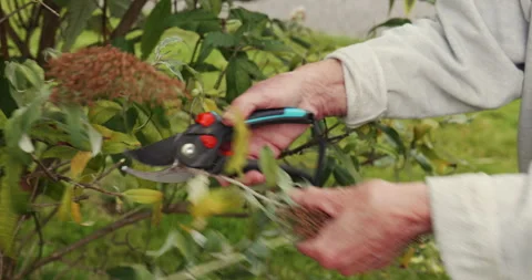 Deadheading butterfly bush Stock Footage 248899702