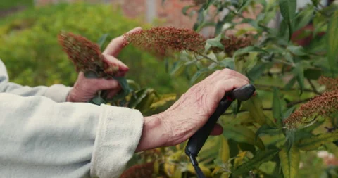 Deadheading butterfly bush Stock Footage 248899834