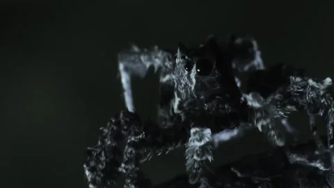 Deadliest tarantula spider trapping prey Vídeo Stock 309914937