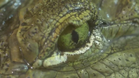 Deadly Alligator Resting and Staring at the Camera Video stock 248603377