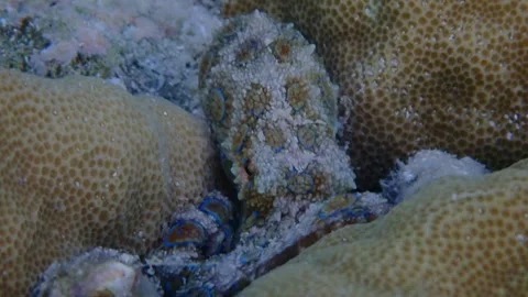 Deadly Blue Ringed Octopus Hiding Within The Tropical Coral Reef 動画素材 336094803