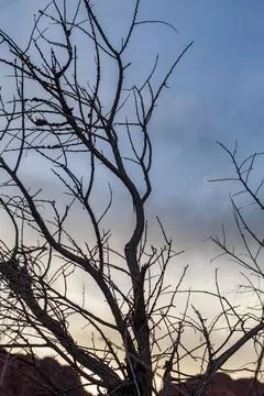 Deadly Branch. Stock Photos