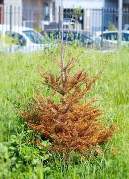 Deadly browned pine Stock Photos