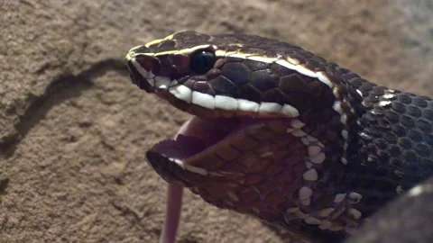 Deadly Cantil Snake Eating Swallowing Mouse or Rat with Unhinged Jaw Stock Footage