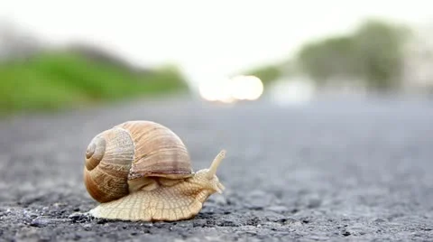 Deadly crossing a road Stock Footage