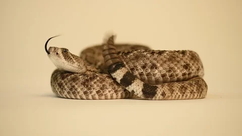 Deadly eastern diamondback rattlesnake Stock Footage 96846372