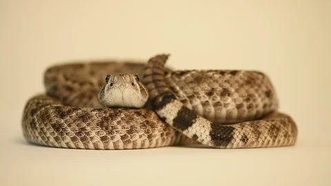 Deadly eastern diamondback rattlesnake Stock Footage 96846432