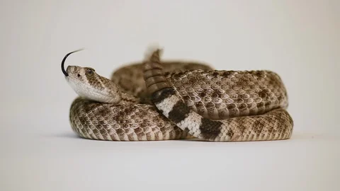 Deadly eastern diamondback rattlesnake Stock Footage 96849749