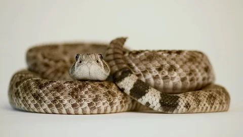Deadly eastern diamondback rattlesnake Stock Footage 96850024