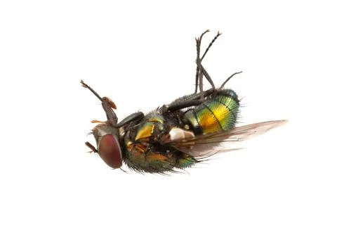 Deadly fly on a white background 스톡 사진
