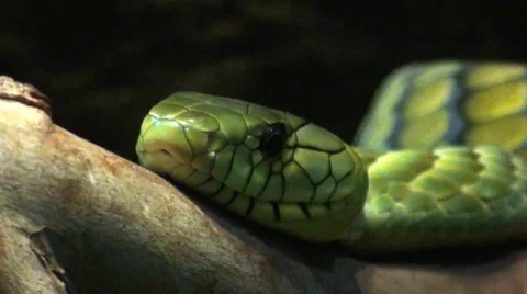 Deadly green mamba on tree branch Stock Footage 47113767