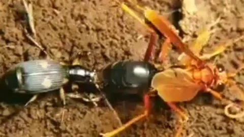 Deadly little insect Stock Footage 202198054