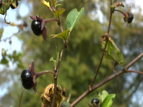 Deadly Nightshade berries in the wild Stock Footage