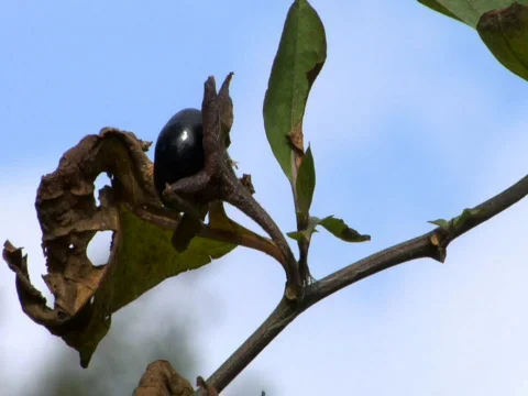 Deadly Nightshade berry and leaf Stock Footage