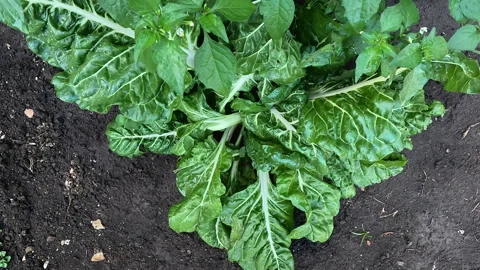 Deadly Nightshade growing next to Silverbeet in the vegetable garden Stock Footage 265534061