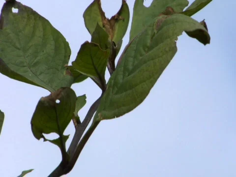 Deadly Nightshade leaves Vídeos de archivo 859375