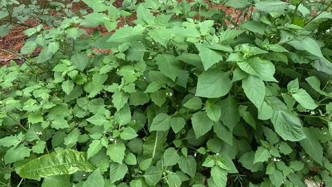 Deadly Nightshade Plants by the stream Stock Footage 237373795