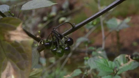 Deadly Nightshade Plants by the stream Stock Footage 253159739