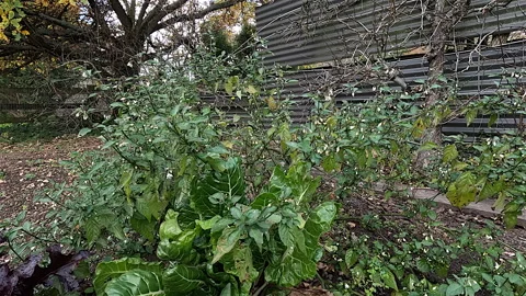 Deadly Nightshade Plants by the stream Stock Footage 280039554