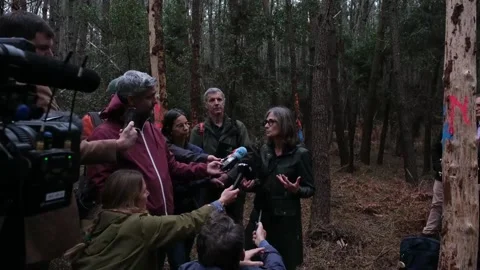 Deadly pine parasite detected for the first time in France in the Landes forest, 動画素材 320639984