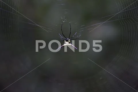Deadly poisonous spider in the Amazon Stock Photos