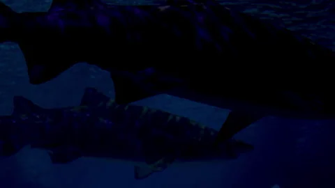 Deadly sharks close up swimming. Stock Footage 312714700