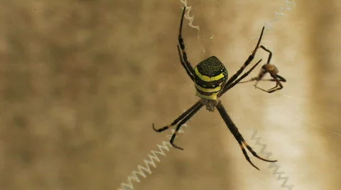 Deadly Spiders mating Stock Footage 567738