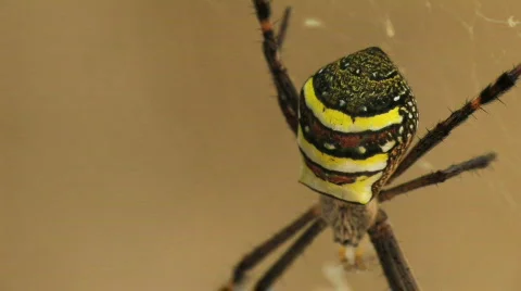 Deadly Spiders mating Stock Footage 567790