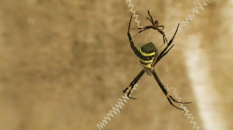 Deadly Spiders mating Stock Footage 567843