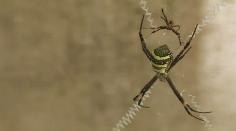 Deadly Spiders mating Stock Footage 567858