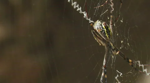 Deadly Spiders mating Stock Footage 567876