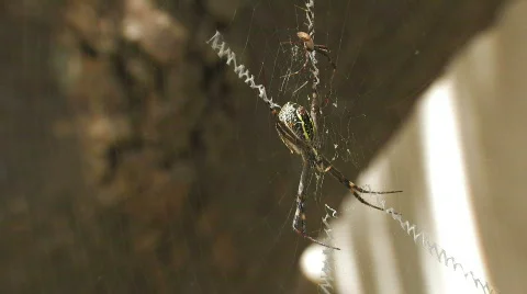 Deadly Spiders mating Stock Footage 567886