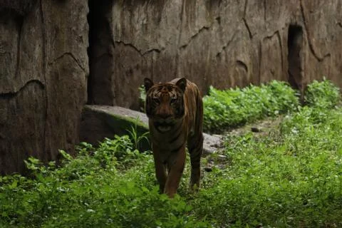 A deadly tiger in the dark Stock-Fotos