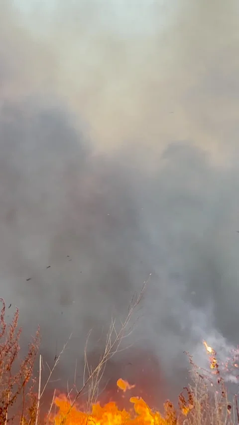 Deadly wildfire spreads across open fields, thick black smoke visible from miles Stock Footage 317192316
