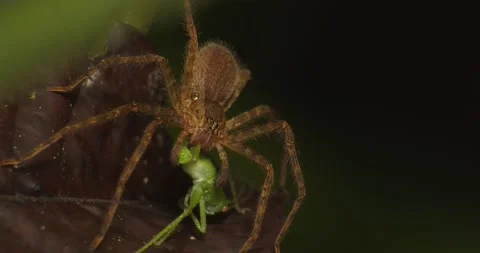 Deadly wolf spider consuming a green cricket it hunted Stock Footage 189719917