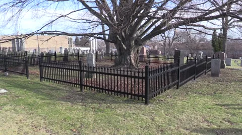 A Deadman's Tree Stock Footage 58321873