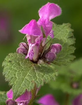Deadnettle flower Stock Photos