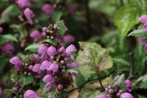 Deadnettle plant Stock Photos