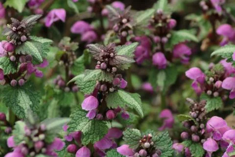 Deadnettle plant Stock Photos