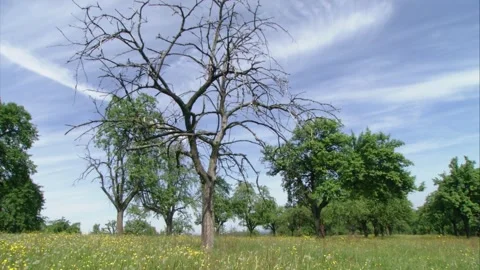 Dead,old tree on a meadow in spring Stock Footage 307288472