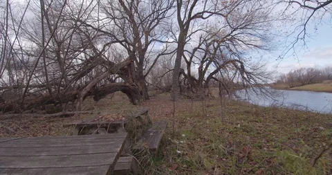 Deadtree 스톡 동영상 120593389