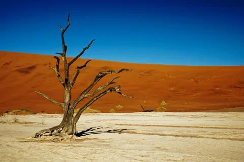 Deadvlei Namibia dead trees Stock-Fotos