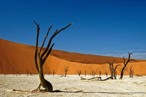 Deadvlei Namibia dead trees Stock Photos