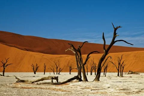 Deadvlei Namibia dead trees Stock Photos