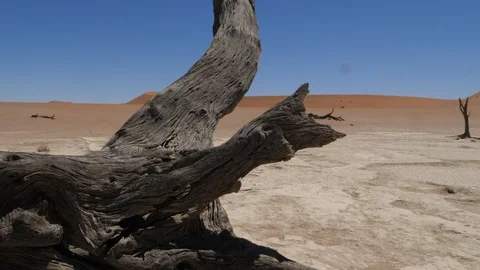 Deadvlei tree closeup, Namibia, Africa in 4K, scenic landscape Stock Footage 91276701