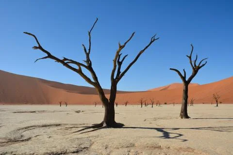 Deadvlei trees, Stock Photos