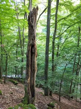Deadwood in the forest Stock-Fotos