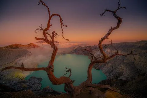 Deadwood Leafless Tree with Turquoise Water Lake, Beautiful nature Landscap.. 스톡 사진